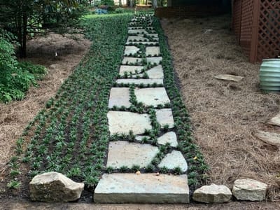 Stone path lined with plantings